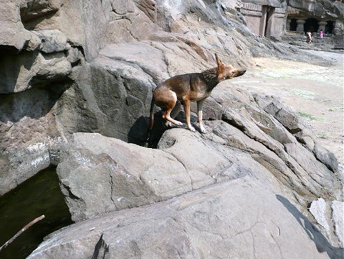 エローラへの招待　ジャイナ教窟